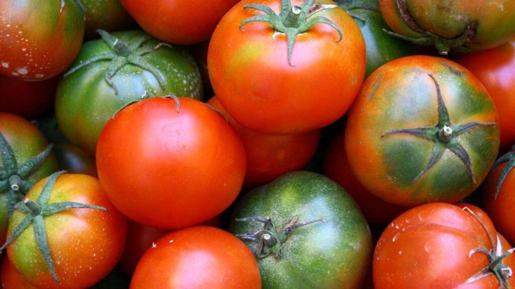 nombreuses varetes tomates