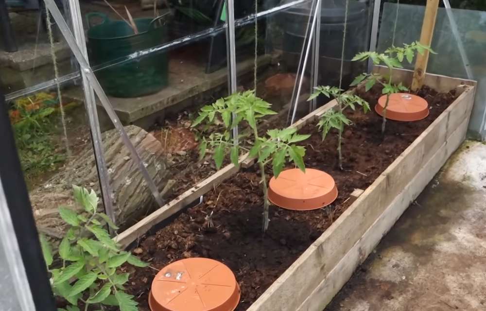 tomates dans plates bandes d'une serre